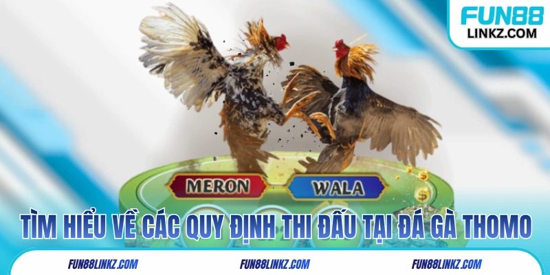 Tìm hiểu về các quy định thi đấu tại đá gà Thomo